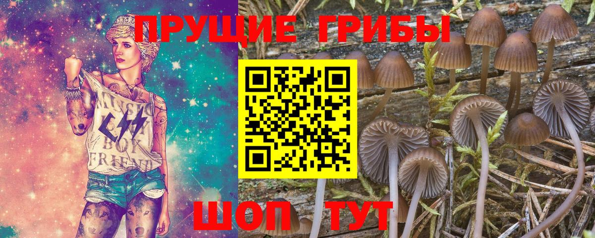 Галлюциногенные грибы Psilocybine cubensis  Вход с VPN  Вольск 